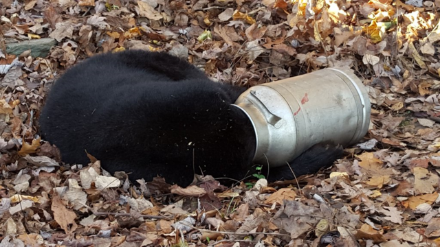 Wildlife Workers Free Hungry Bear's Head from Milk Can