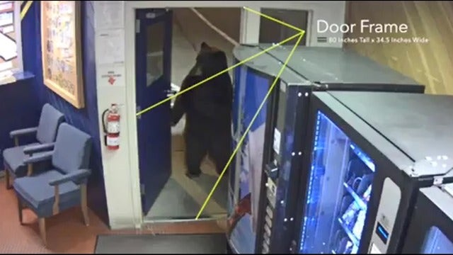 Bear strolls into California Highway Patrol office