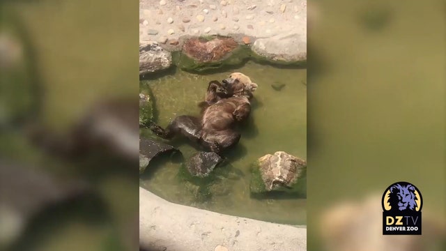 Hot bear summer: Grizzly lounges in stream at Denver Zoo