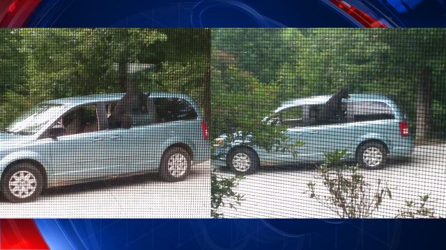 WATCH: Bear takes lunch break inside van