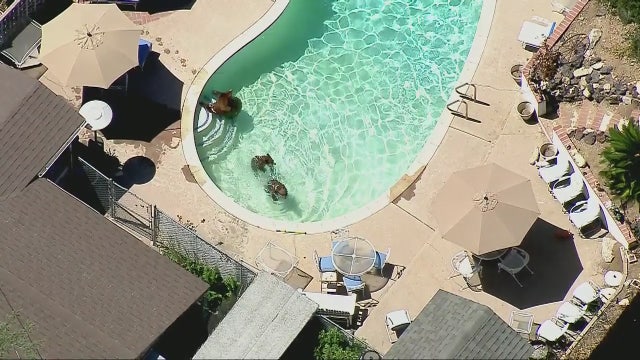 3 bears take a dip in Pasadena, CA pool