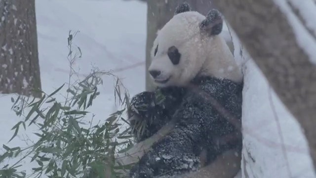 Bei Bei and Mei Xang play in snow at Smithsonian National Zoo in DC