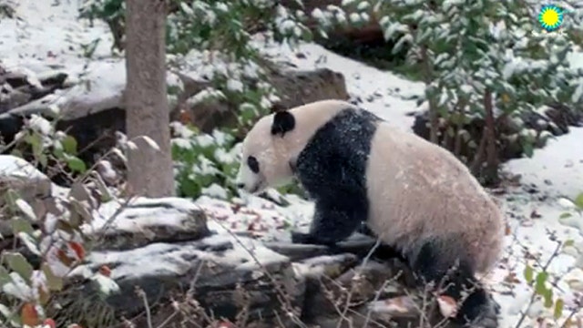 VIDEO: National Zoo giant panda Bei Bei frolicking in winter wonderland
