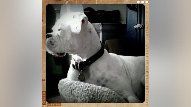 Dog 'writes' goodbye letter to owner