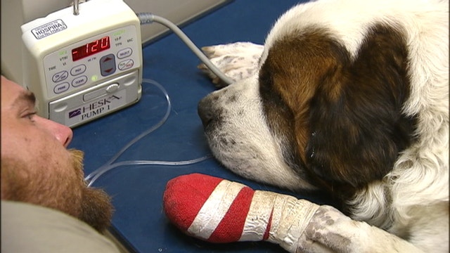 Fort Worth family believes someone tortured their dog