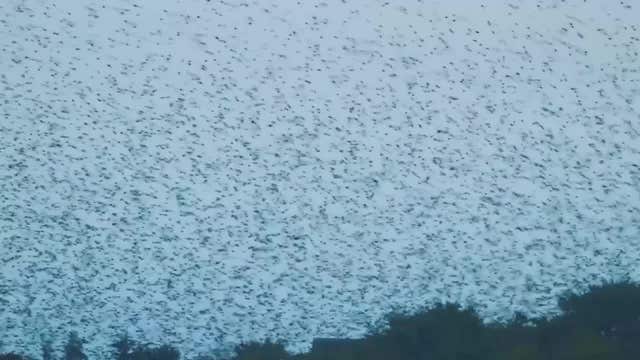 WATCH: Migrating birds create magnificent formations