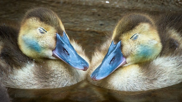 Happy Valentine's Day from the Houston Zoo!