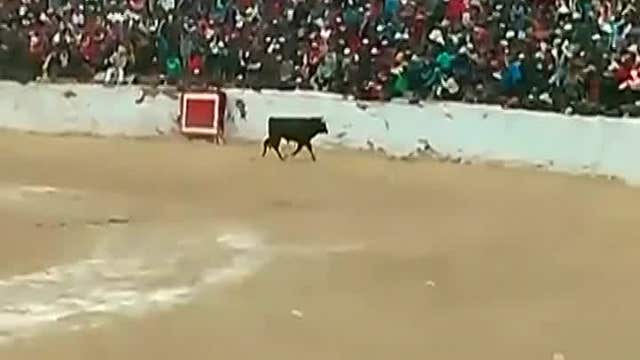 Bull jumps into stands