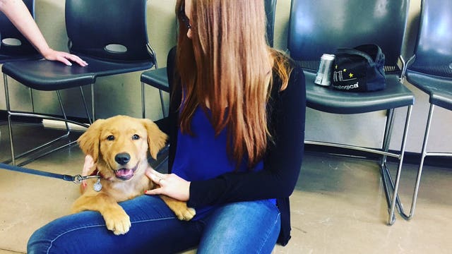 Woman reunites with puppy after rescuing him from abuse