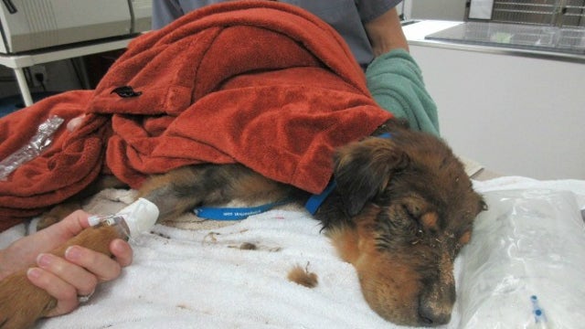 Phoenix Police officer spots drowning dog, AHS crews rush to save her life