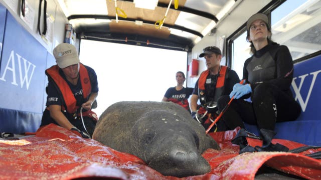 Animal rescue team captures wayward manatee off Cape Cod