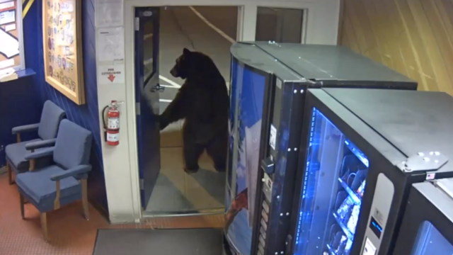 Bear strolls into California Highway Patrol office