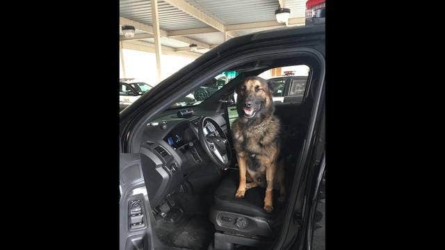 Concord police dog recovers, returns to work after stabbing