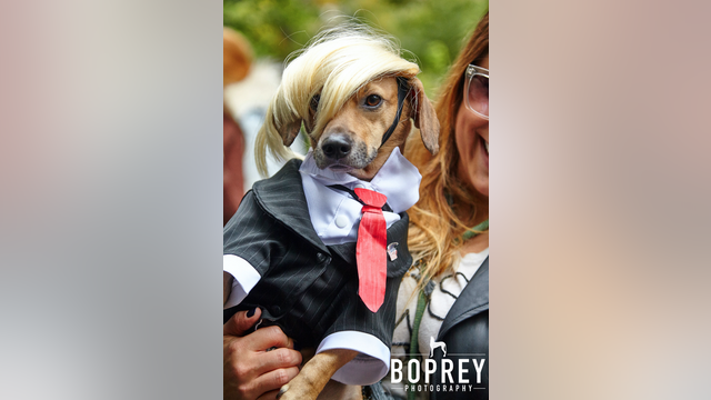 25th year for Halloween dog parade at New York park