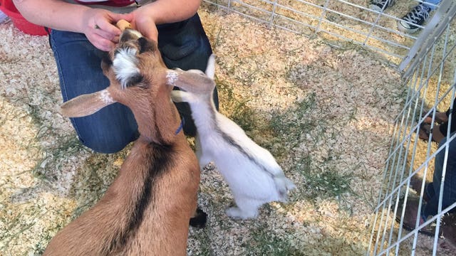 Stolen baby goat "GusGus" reunited with mother