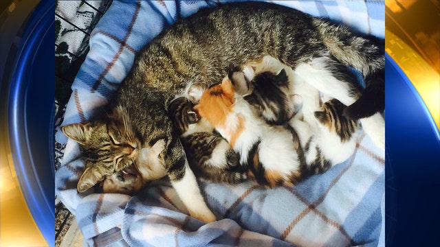 Puppy loses mom in accident, being nursed by cat at Michigan Humane Society