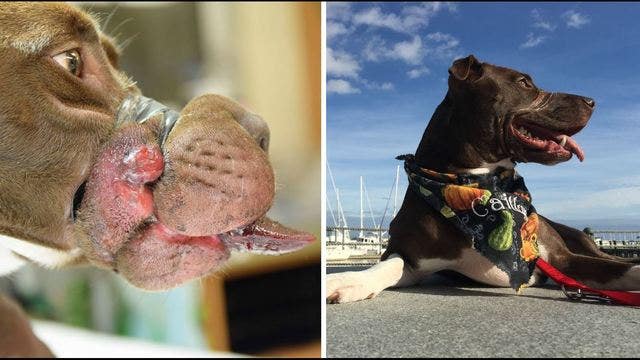 1 year later pitbull recovers from electrical tape wrapped around muzzle