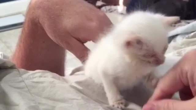 Kitten thrown from car doing better, playing