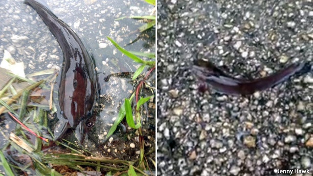 Catfish litter streets of Florida as Hurricane Irma hits mainland (VIDEO)
