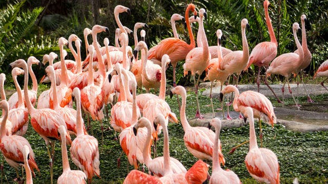 Brevard Zoo welcomes 40 Chilean flamingos into new habitat