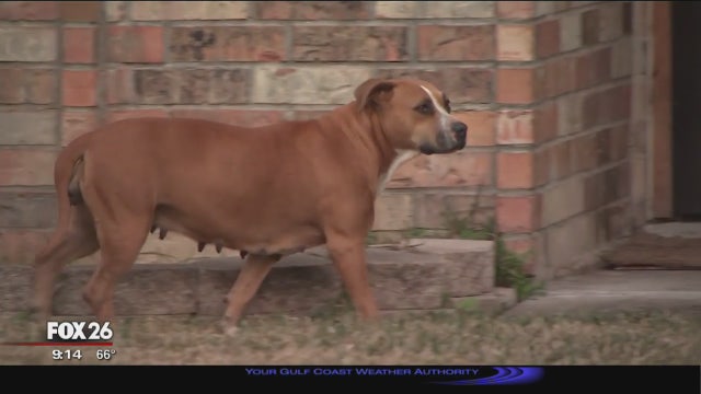 City councilman calls stray dogs a dangerous epidemic