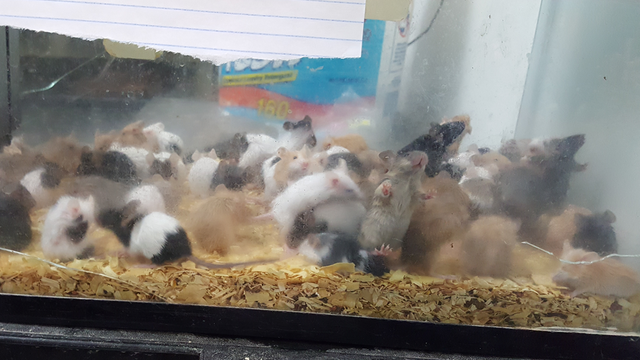 More than 1,000 animals seized from Cleburne pet store