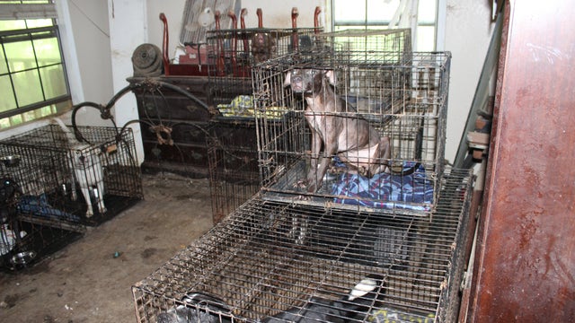 67 dogs removed from Cleveland home