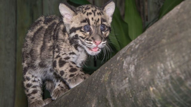 Clouded leopards at Lowry Park Zoo now 3-months-old
