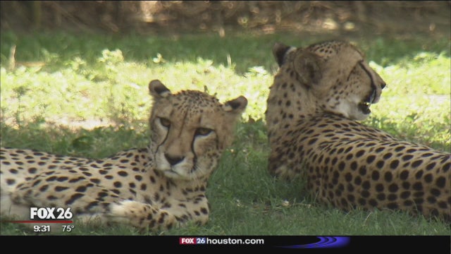 Community of people who believe they are animals