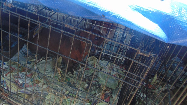 Houston SPCA seizes 66 dogs from Magnolia facility