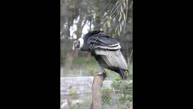 Claudia the Condor SF Zoo's newest resident