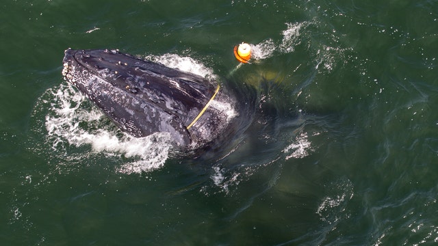 Humpback whale freed off California coast, entanglement numbers on the rise
