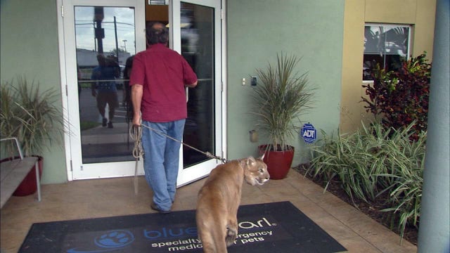 Checkup day for cougar, other critters