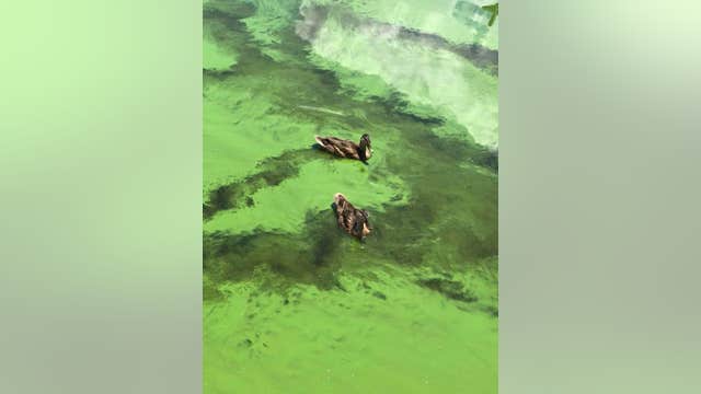 Watch: Ducks swim through green sludge on Caloosahatchee River