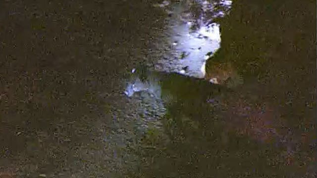 DPS troopers stop wayward cow from entering freeway