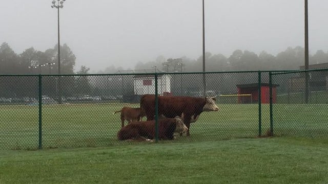 Wandering Cattle Take Over Georgia School Campus
