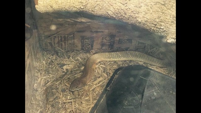 Once-missing king cobra found in Needville area