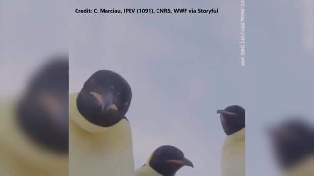 Curious Emperor Penguins take a look at camera