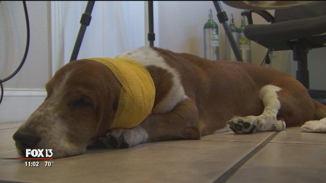 Dog stabbed 32 times by man, who was later killed by deputies