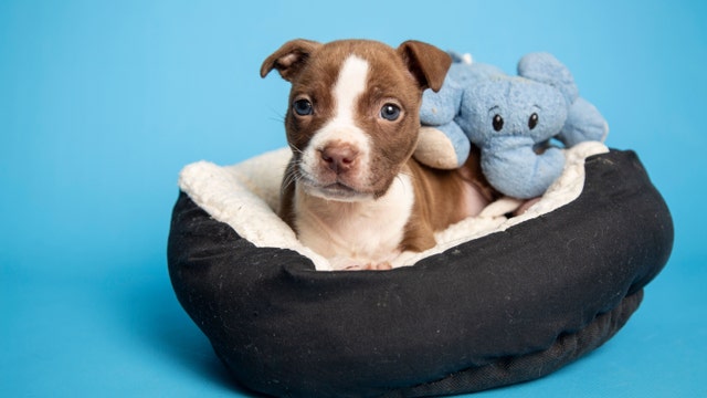 7-week-old puppy recovering after being found with rubber bands tied around ankles
