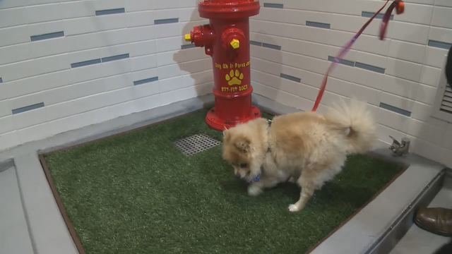 Nearly $4 million spent on airport dog bathrooms