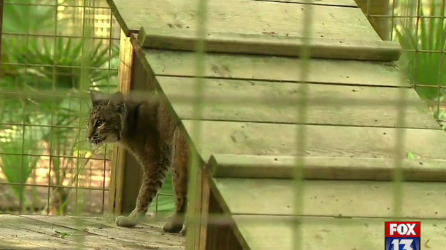 Big Cat Rescue welcomes 2 bobcats from failed Alabama Zoo