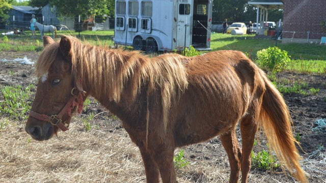 Houston SPCA rescues malnourished minature horses
