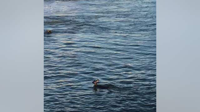 Deer swims along Monterey Co. coast