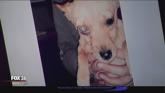 Committee releases findings to help lower Baytown Animal Shelter's kill rate
