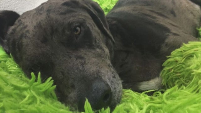 Dog shot, dragged by car needs surgery