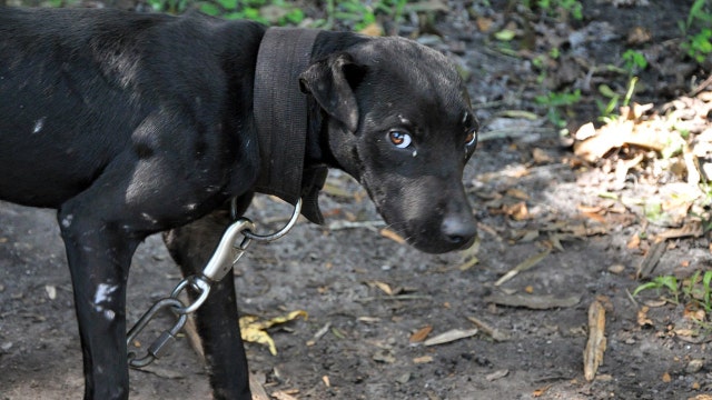 21 dogs seized from apparent fight training facility