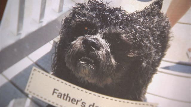 Family's dog dies at groomer after being soaked in chemicals