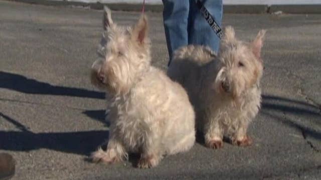 Dog gets trapped in embankment her faithful friend comes to the rescue