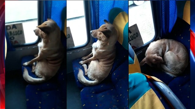 VIDEO: Stray dog hops on bus for ride